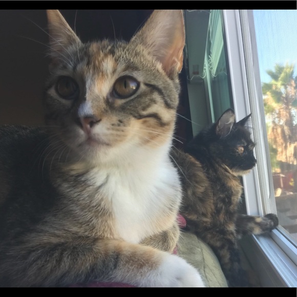 Meet your Posher, Hailey - Picture 1 of 1